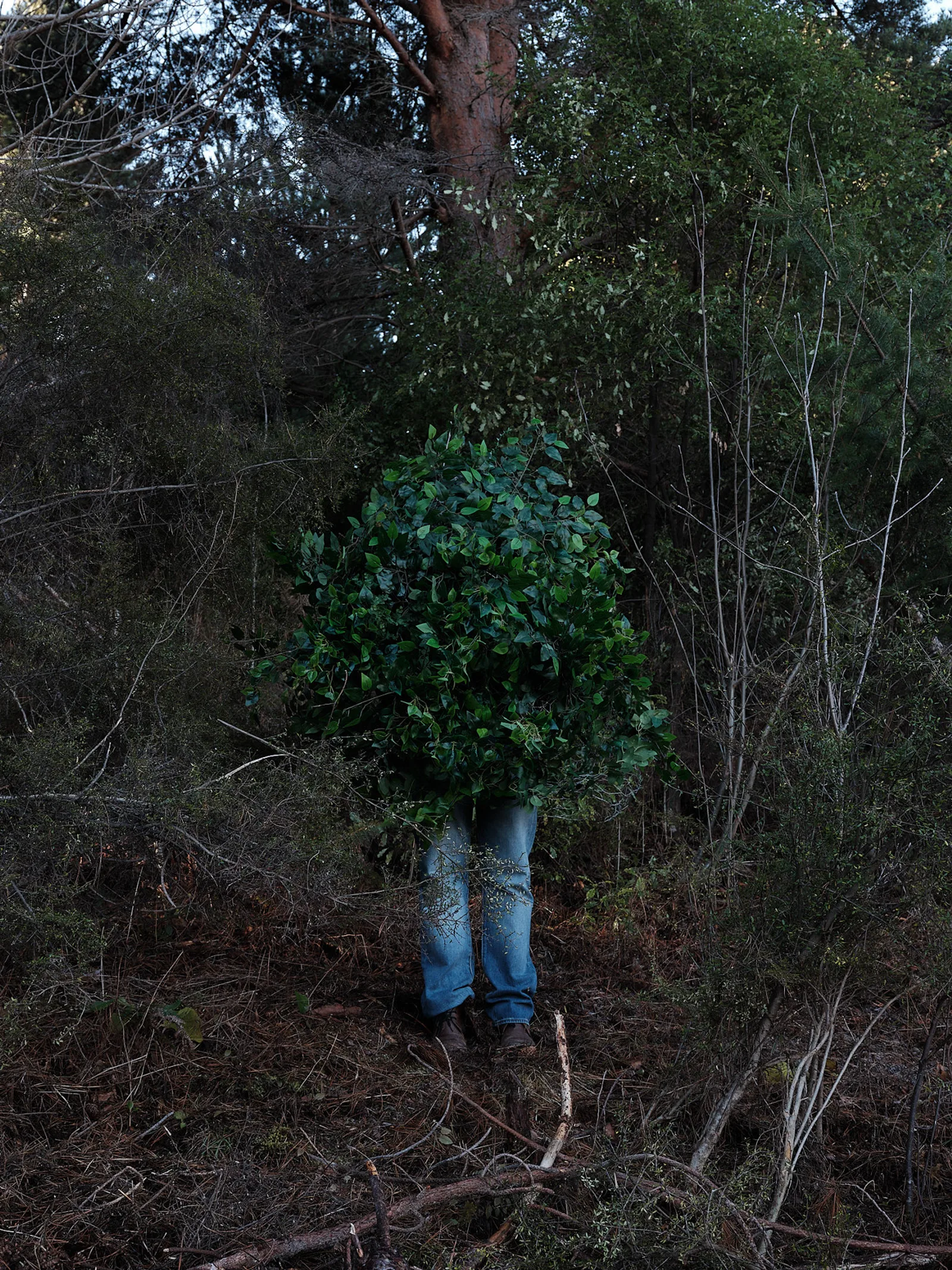 Steve Carr
Standing Bush 4, 2025
pigment inkjet print