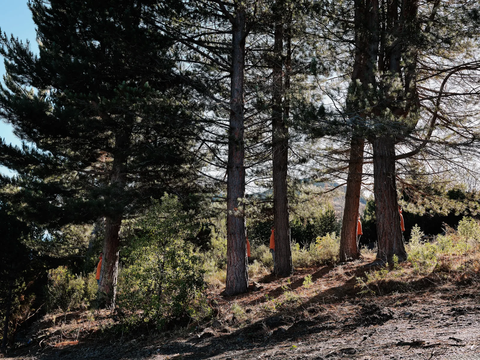 Steve Carr
Many Steves, 2025
Pigment inkjet print; diptych