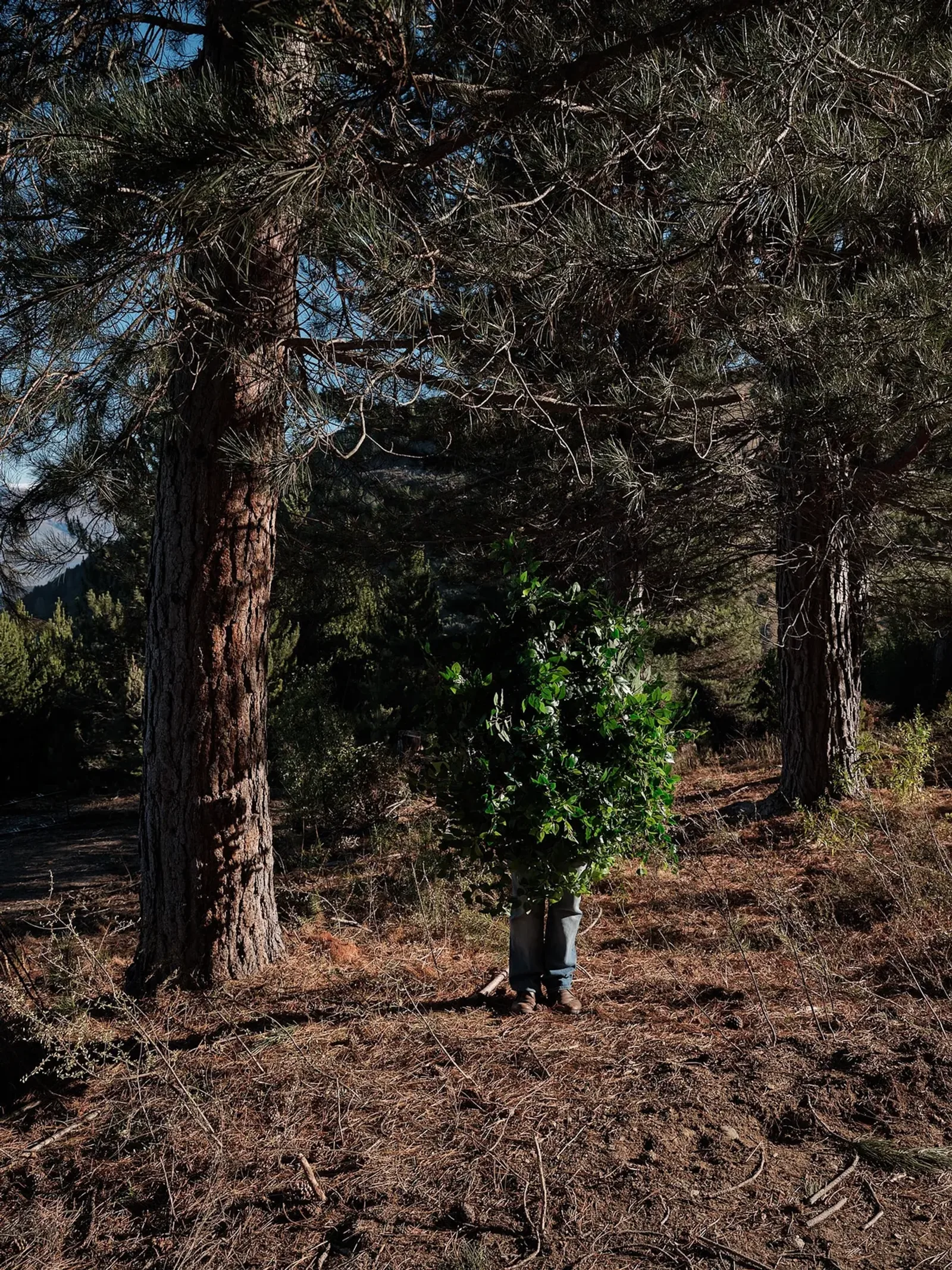 Steve Carr
Standing Bush 1, 2025
pigment inkjet print